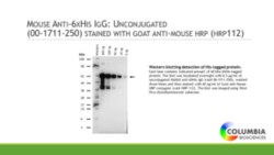 Cayman Chemical&nbsp;Mouse ntI6HIS IgG Unconjuga