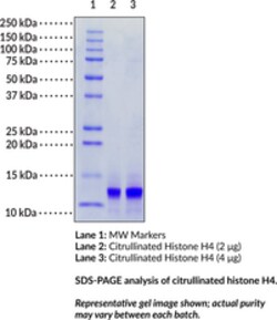 Cayman Chemical&nbsp;CItrulInATd HIston H4hum 100ug
