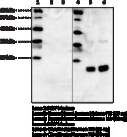 Cayman Chemical HIston H3CItrulInated R2 1ea