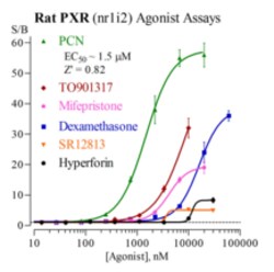 Cayman Chemical Rat Pregn X Receptr Repor 96, Quantity: Each of 1