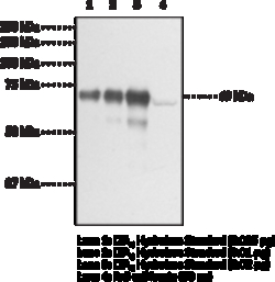 Cayman Chemical&nbsp;LeukotrIen A4 Hydrolase Poly