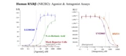 Cayman Chemical Humn RetInoId X Receptr Bet 96