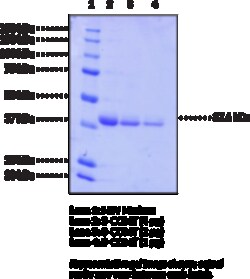 Cayman Chemical&nbsp;SCatechol OMethyltrnsfRas