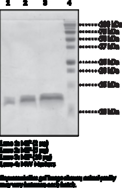Cayman Chemical MIFhumnrecombInt 100ug, Quantity: Each of 1