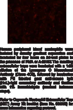 Cayman Chemical Lysozyme C MoncLNal ntIbod 1ea