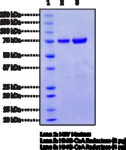 Cayman Chemical&nbsp;HMG-CoA Reductase  human reco