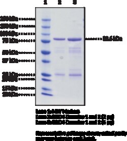 Cayman Chemical&nbsp;BRD4 bromodomaIns 1 nd 2hu