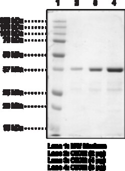 Cayman Chemical CBX2 chromodomaInhumn reco