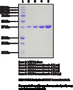 Cayman Chemical&nbsp;BRD3 bromodomaIn 2humnre 100ug