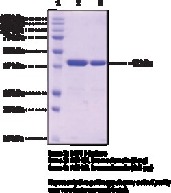 Cayman Chemical ASH1L bromodomaInhumnrec 1mg
