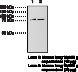 Cayman Chemical Gunylate Cyclase a subunIt 1ea