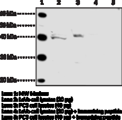 Cayman Chemical FFAR4GPR120Internal Pol 1ea