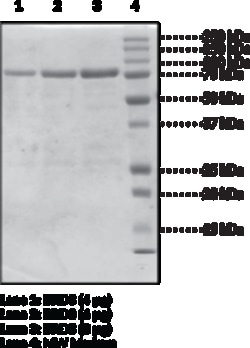 Cayman Chemical BRD3 bromodomaIns 1 nd 2hu