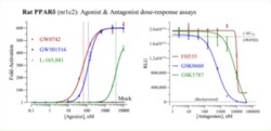 Cayman Chemical Rat PRoxIsome ProlIfRatrA 3x32