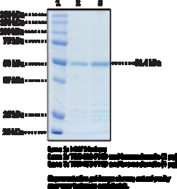 Cayman Chemical&nbsp;TRIM33 PHD nd bromodomaInh 1mg