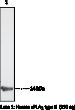 Cayman Chemical sPLA2humn Type IIA Moncl 1ea