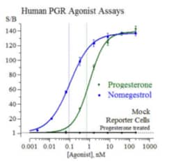 Cayman Chemical Humn ProgSTRon Receptr R 384