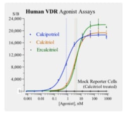 Cayman Chemical Humn VItamIn D Receptr Repo 96