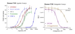 Cayman Chemical Humn FarnsoId X Receptr Re 384