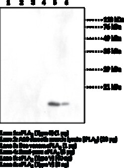 Cayman Chemical&nbsp;sPLA2humn Type V Monclon 100ug