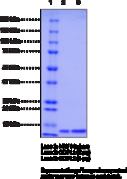 Cayman Chemical&nbsp;GDF11humn recombInt 10ug