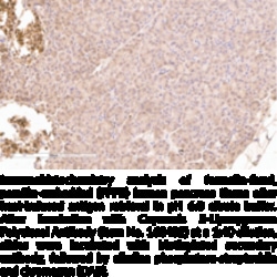 Cayman Chemical 5LIpoxygenase PolycLNal nt 1ea