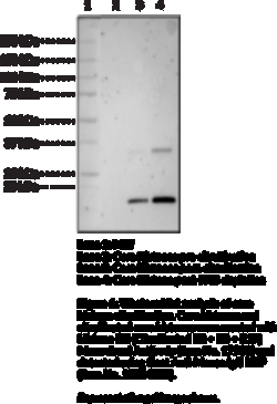 Cayman Chemical&nbsp;CItrulInATd Core HIstons 100ug