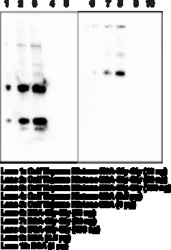 Cayman Chemical&nbsp;DIglycylLysIn MoncLNal n 100ug