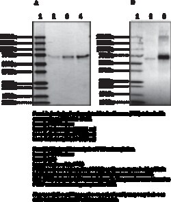 Cayman Chemical Carbamylatd FeTL Calf SRum 1mg
