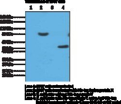 Cayman Chemical&nbsp;ntIHIstag RabbIt MoncLNa 100ug