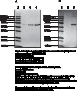 Cayman Chemical Carbamylated Bovine Serum Alb
