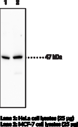 Cayman Chemical aEnolase PolycLNal ANTIBDY 1ea, Quantity: Each of 1