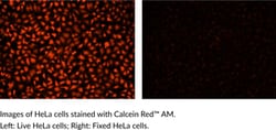 Cayman Chemical&nbsp;CalceIn RedAM 1mg
