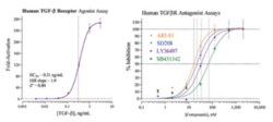 Cayman Chemical&nbsp;Human Transforming Growth Factor Beta Receptors I/II Reporter Assay System, 384 Well