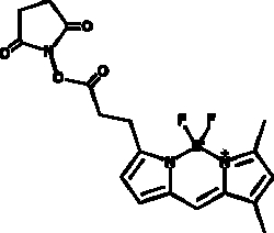 Cayman Chemical&nbsp;BODIPY FL succinimide ester, Purity: ≥95%, CAS: 146616-66-2, 1 mg