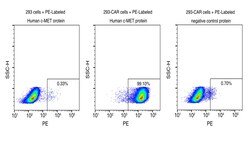 Sino Biological&nbsp;Recombinant Human c-MET/HGFR Protein (Site-Specific PE Conjugation, ECD, His Tag)