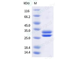 Sino Biological&nbsp;Recombinant Cynomolgus, Rhesus Erythropoietin R/EPOR Protein (ECD, His Tag), HPLC-verified