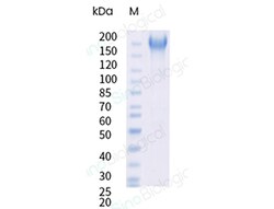 Sino Biological&nbsp;Recombinant Cynomolgus SEZ6 Protein (His Tag), HPLC-verified