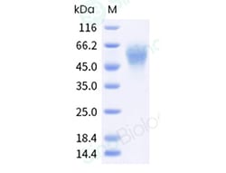 Sino Biological&nbsp;Recombinant Rhesus CD89/FCAR Protein (His & AVI Tag), Biotinylated, HPLC-verified