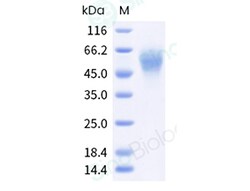 Sino Biological Rhesus FCAR 20ug