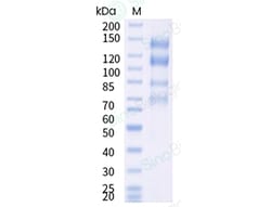 Sino Biological&nbsp;Recombinant Human Integrin alpha 4 beta 7 Protein (His Tag)