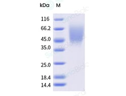 Sino Biological&nbsp;Recombinant Canine TrkA Protein (His Tag)