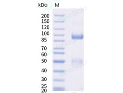 Sino Biological&nbsp;Recombinant Human c-MET/HGFR Protein (Site-Specific AF 488 Conjugation, ECD, His Tag)