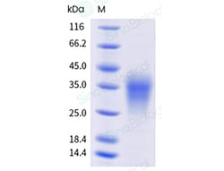 Sino Biological&nbsp;Recombinant Human IL-13 Protein (His & AVI Tag), Avi-tag Biotinylated, HPLC-verified