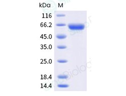 Sino Biological&nbsp;Human respiratory syncytial virus (RSVA) (A2) Prefusion glycoprotein F/ RSV-preF Protein (His & AVI Tag), Biotinylated (MALS-verified)