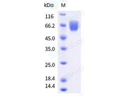 Sino Biological&nbsp;Recombinant Human CD98 Protein (FITC conjugated, His Tag)
