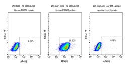 Sino Biological&nbsp;Recombinant Human Her2/ERBB2 Protein (Site-Specific AF 488 Conjugation, ECD, His Tag)