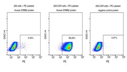 Sino Biological&nbsp;Recombinant Human Her2/ERBB2 Protein (Site-Specific PE Conjugation, ECD, His Tag)