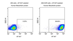Sino Biological&nbsp;Recombinant Human Mesothelin Protein (AF 647 site-specific conjugation, His Tag)