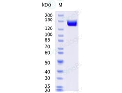 Sino Biological Streptococcus pyogenes CRISPR, Quantity: Each of 1
